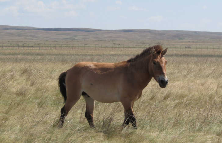 A Przewalski’s horse at a steppe reintroduction center in Russia’s Orenburg Nature Reserve