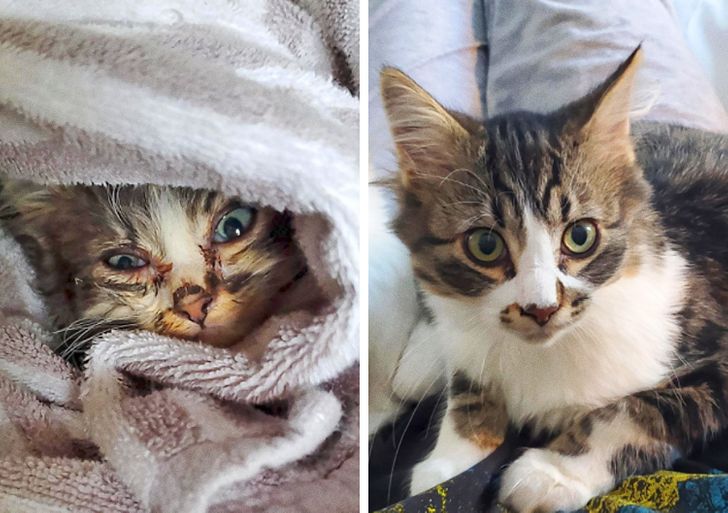 20+ Rescue Animals That Prove Love Heals Every Wound