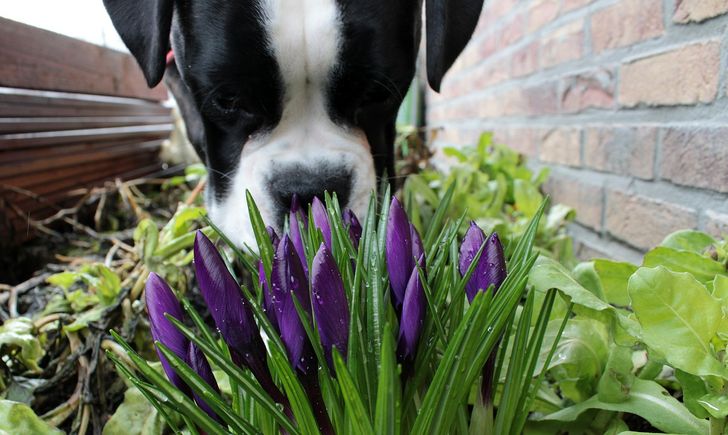 12 Things We Do That Dogs Absolutely Hate