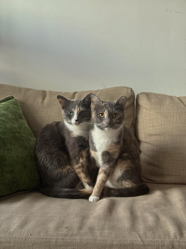Bonded Sisters Who Turned a Hesitant First-Time Owner Into a Two-Cat Household
