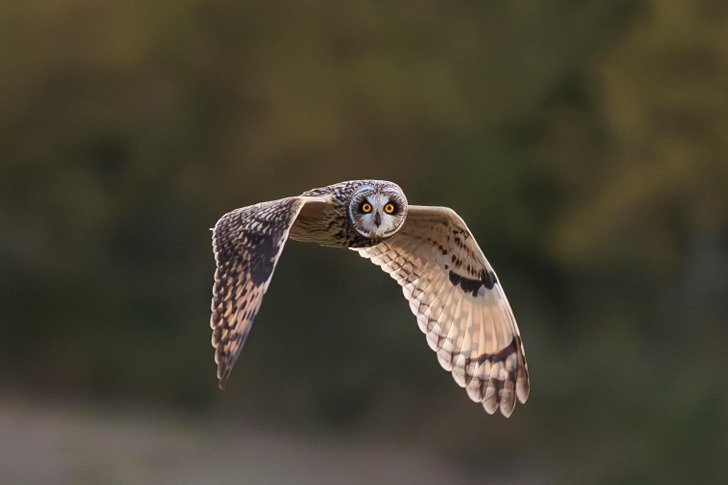 An Owl That Kept Its Distance for Five Years, Then Flew Straight at the Lens