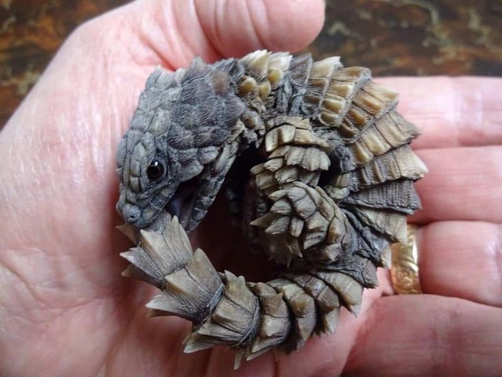 Real Animals That Seem To Have Come From Fantasy Movies