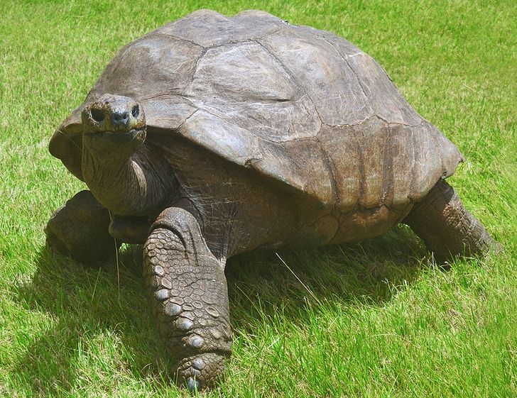 Meet Jonathan, a Tortoise Who’s So Old, He’s Already Lived in 3 Centuries