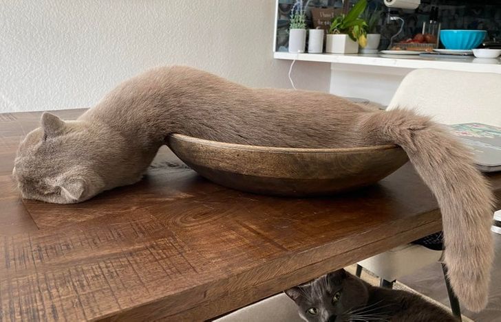 15 Photos That Prove Cats Are Liquid