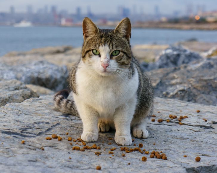 people-from-japan-share-a-game-changing-way-to-find-your-lost-pet-ask-stray-cats-for-help