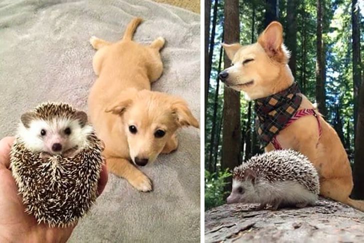 20+ Pics Proving That Love Is a 4-Legged Word