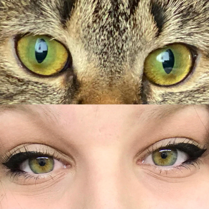 b02db25ab5967a97f4c2872085 20+ Photos That Prove Owners and Their Pets Are Hilariously Alike / Bright Side