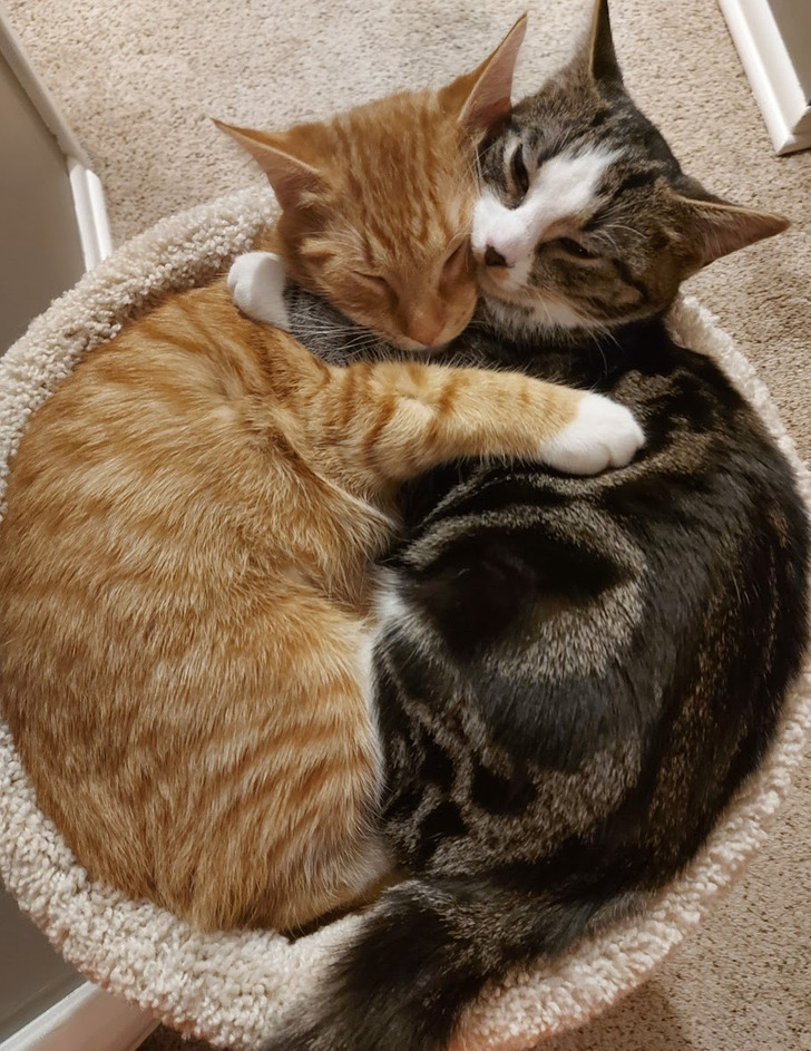 Siblings the Shelter Would Only Let Go Together, and How They Sleep Every Night