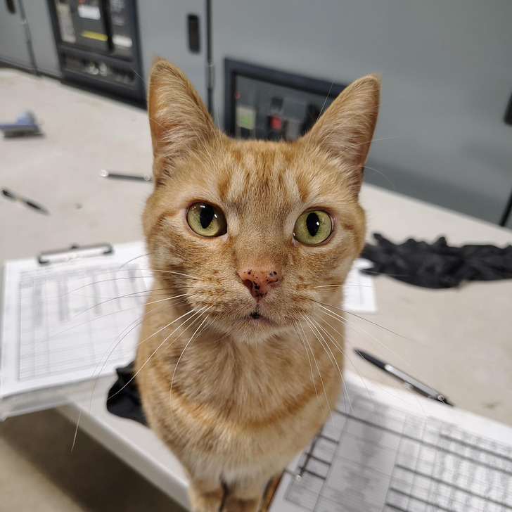 A Nosey Shop Cat Named Bob Comes With a Rule: Whoever Gives Him the Next Treat Gets a Break