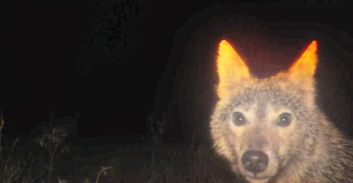 The Most Photogenic Coyote on One Owner’s Trail Cams