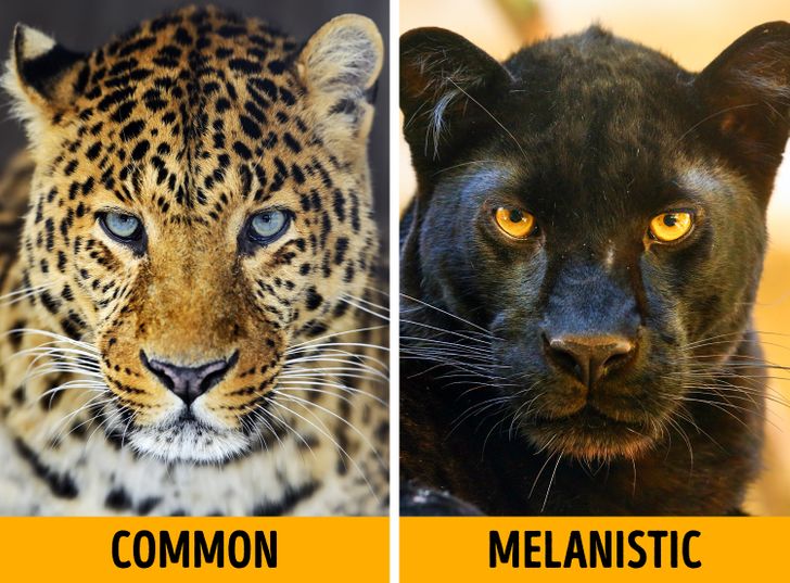 16 Melanistic Animals That Are the Truest Children of the Night