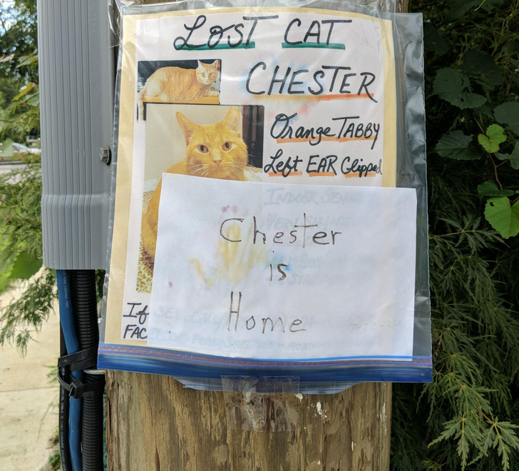 Months of Lost Cat Signs, and Then the One That Said Chester Is Home