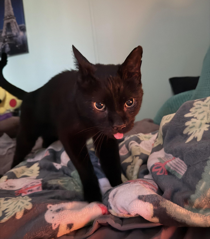 Luna, Home After 48 Days Thanks to the Same Worn Collar