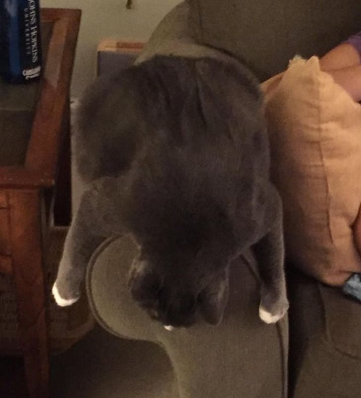 15 Photos That Prove Cats Are Liquid