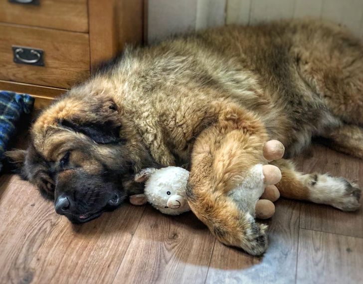 20+ Dog Breeds That Are Basically Teddy Bears Who Love You Back ...