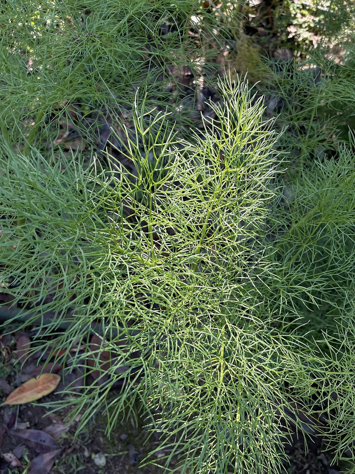 Ferula drudeana in central Turkey
