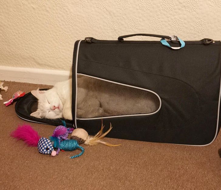 20+ Examples That Prove If You Get a Cat, Your Life Will Never Be the ...