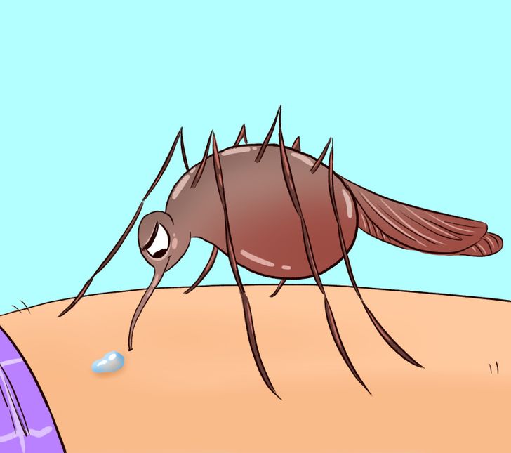 What Happens to Your Body When a Mosquito Bites You