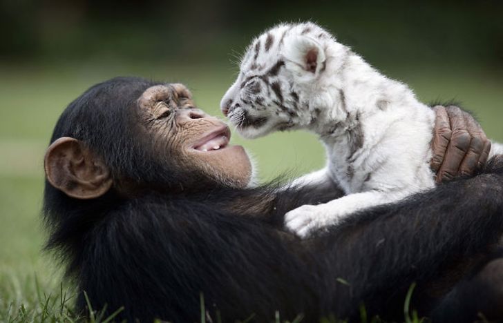 20 Unexpected Animal Friendships That Are Absolutely Adorable