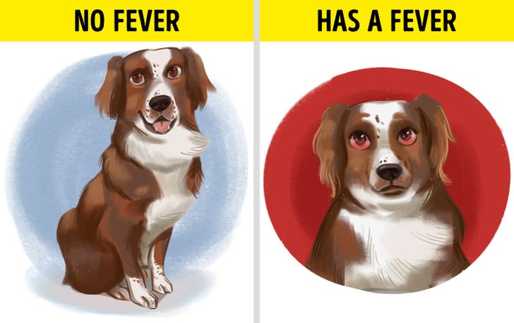 How to Know If Your Dog Has a Fever: Signs and Symptoms to Watch For