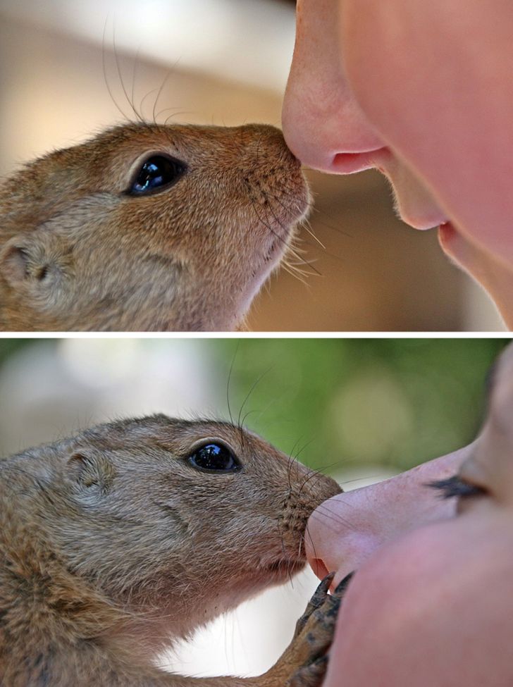 A Woman Finds a Squirrel With Long Curly Teeth and Takes Him to Save His Life