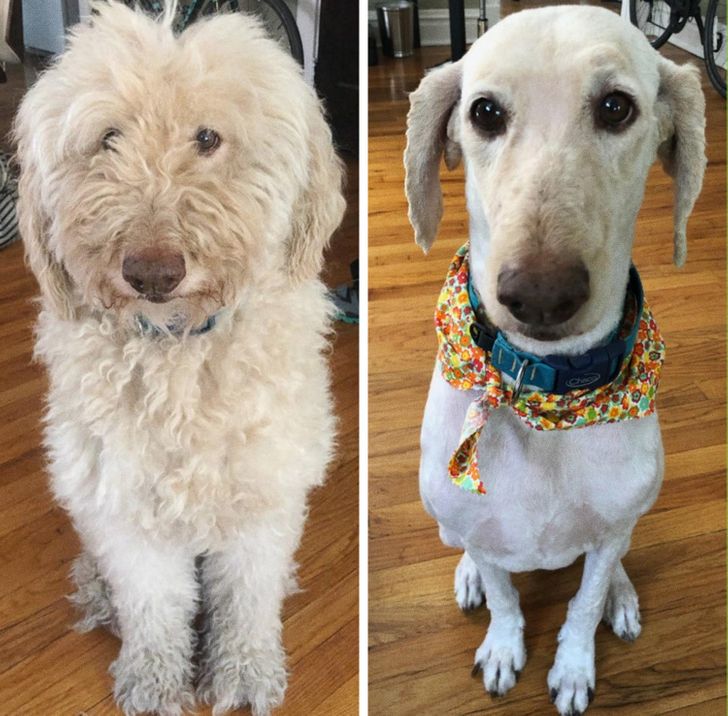 19 câini a căror vizită la groomer i-a transformat în animale de companie cu totul diferite