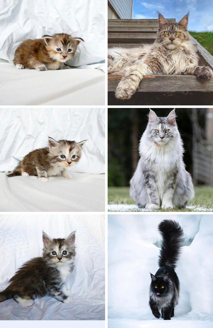 20+ Kitties and Puppies Who Gained 1 lb of Boldness and 20 lbs of Charm With Age