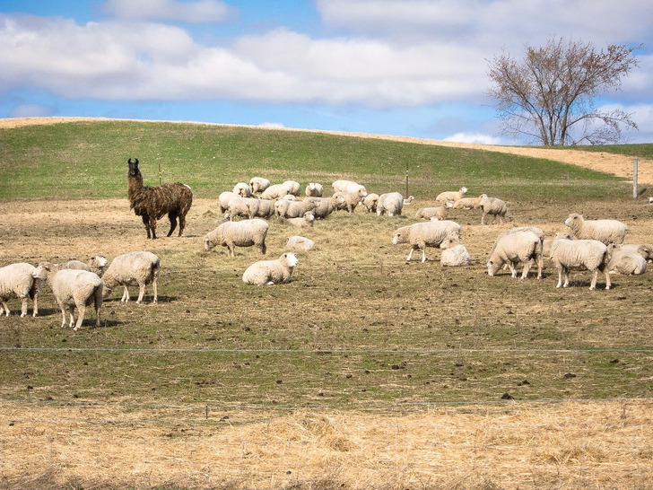 A guard llama with its flock of sheep in Wisconsin