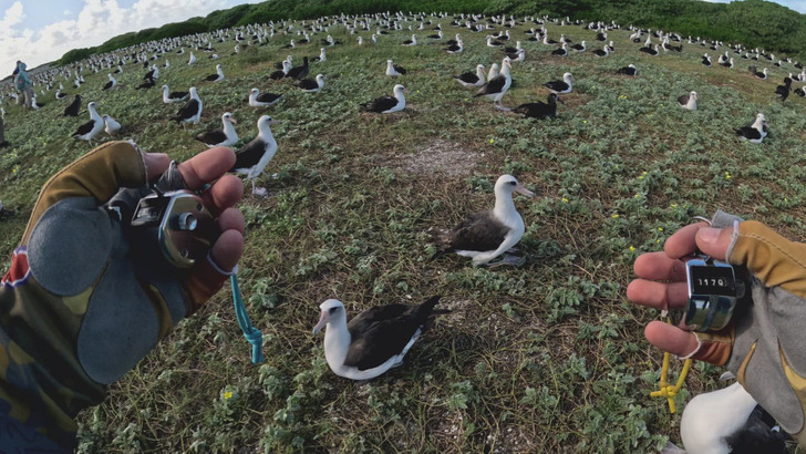 Volunteers counting albatross nests on Midway, December 2024