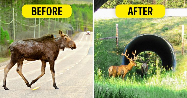Some Countries Build Wildlife Crossings Over Highways, and They're So  Effective We Need Them Everywhere