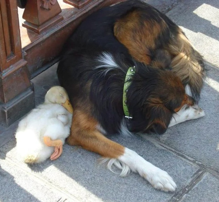 15 Photos That Show Sweet and Unlikely Bonds Between Animals