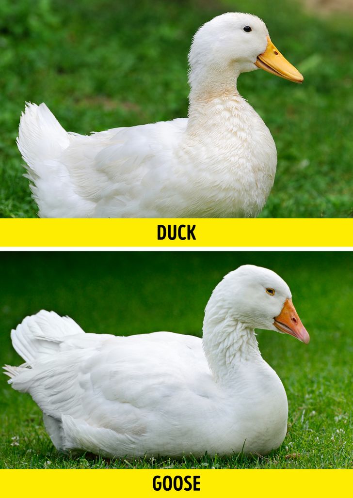 10+ Pairs of Animals That Are Almost Identical (and How to Not Confuse ...