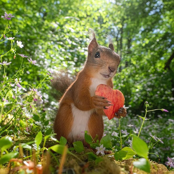 یک عکاس جذابیت سنجاب ها را ثبت می کند و ما فکر می کنیم روح خود را حیوان یافته ایم