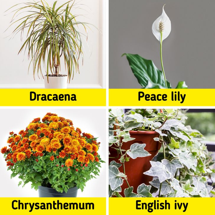 20 House Plants That Will Both Decorate Your Home and Bring On All the Good Vibes