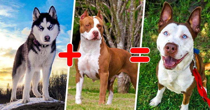 20 Unusual Mixed Breeds That Are Pawsome
