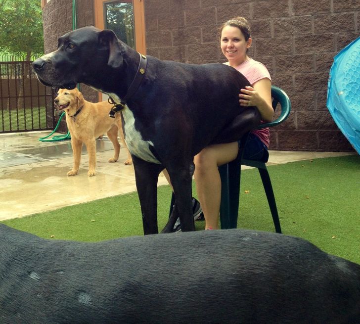 20 Overgrown Pets Who Have No Idea How Big They Are