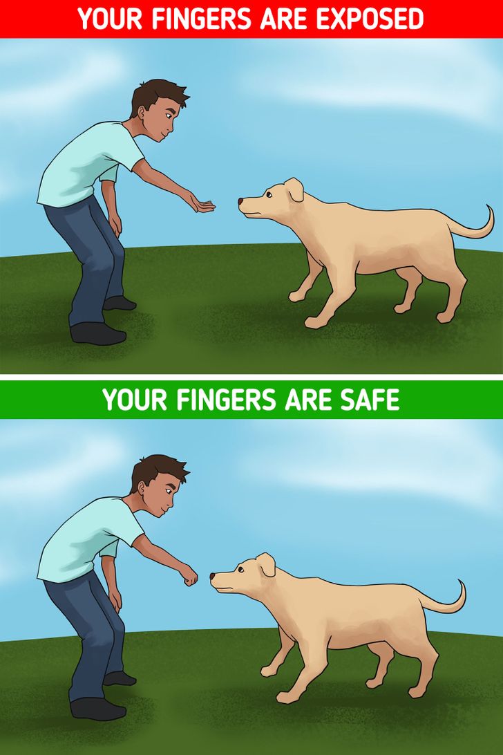 10 Tips on How to Approach Dogs You Don’t Know in a Friendly Way