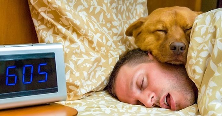 sleeping with your dog study