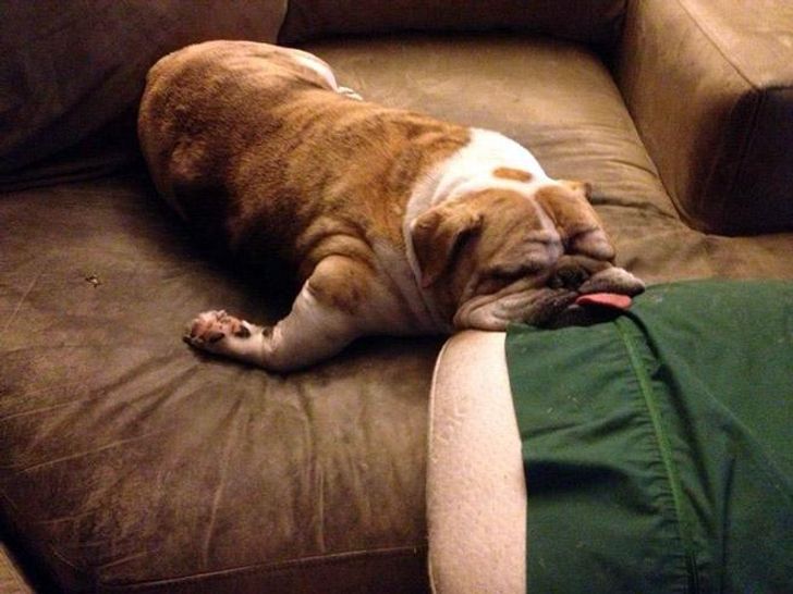 25 Photos of Bulldogs That Will Bring Smile to Your Face