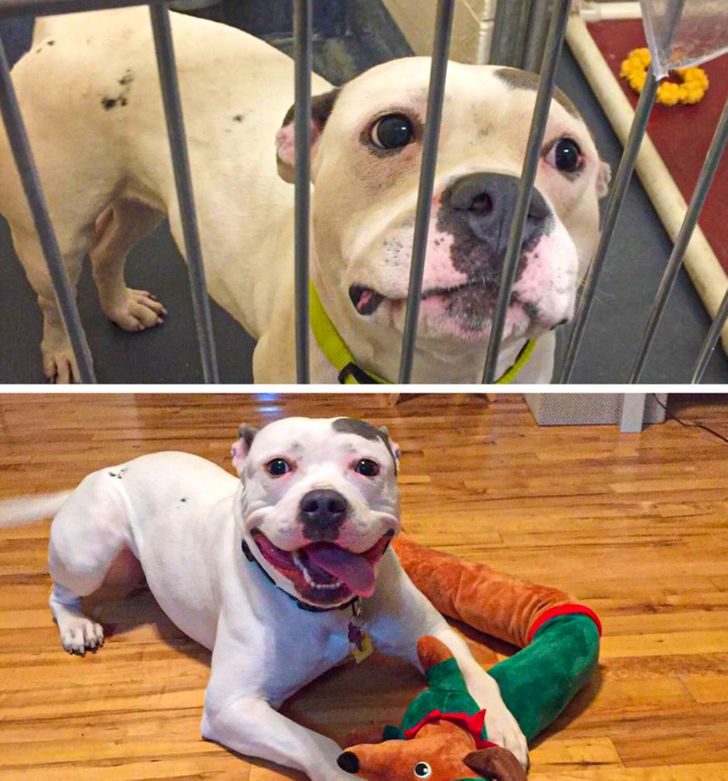 20+ Shelter Animals That Were Saved by Loving People, and Now They’re ...