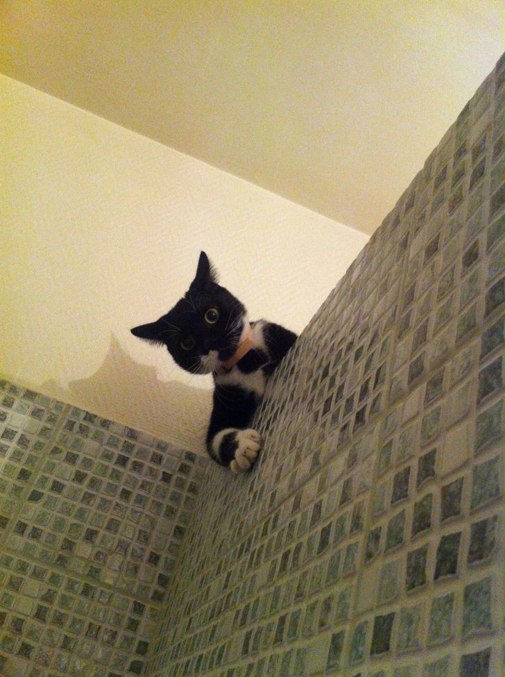17 Cats and Dogs Who Cannot Do Without Their Humans