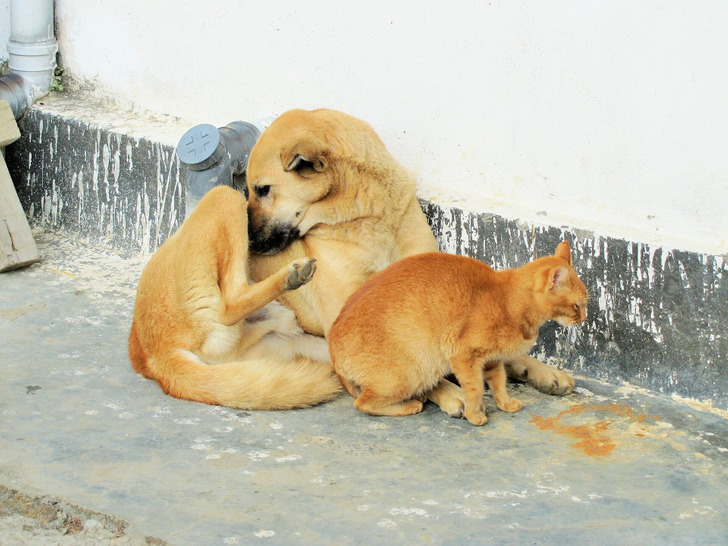 A farm dog and a cat in Paro, Bhutan