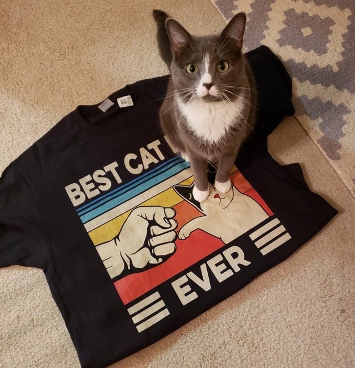 Decided everything. Крутые коты для папы. Мест нет картинка кот. My Cat is my Valentine футболка.