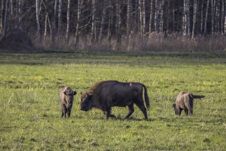 European bison with calves in Poland’s Białowieża Forest (illustrative photo, not the Kent herd)