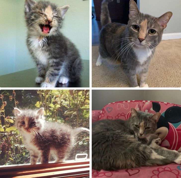 20+ Kitties and Puppies Who Gained 1 lb of Boldness and 20 lbs of Charm With Age