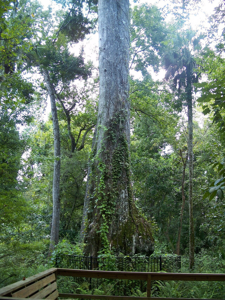 Lady Liberty, Big Tree Park, Longwood, Florida