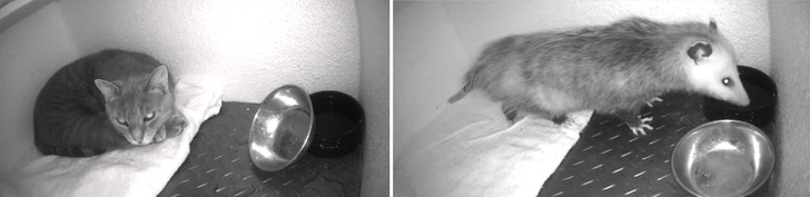 A Heated House for a Stray, and the Uninvited Guest on the Night Camera