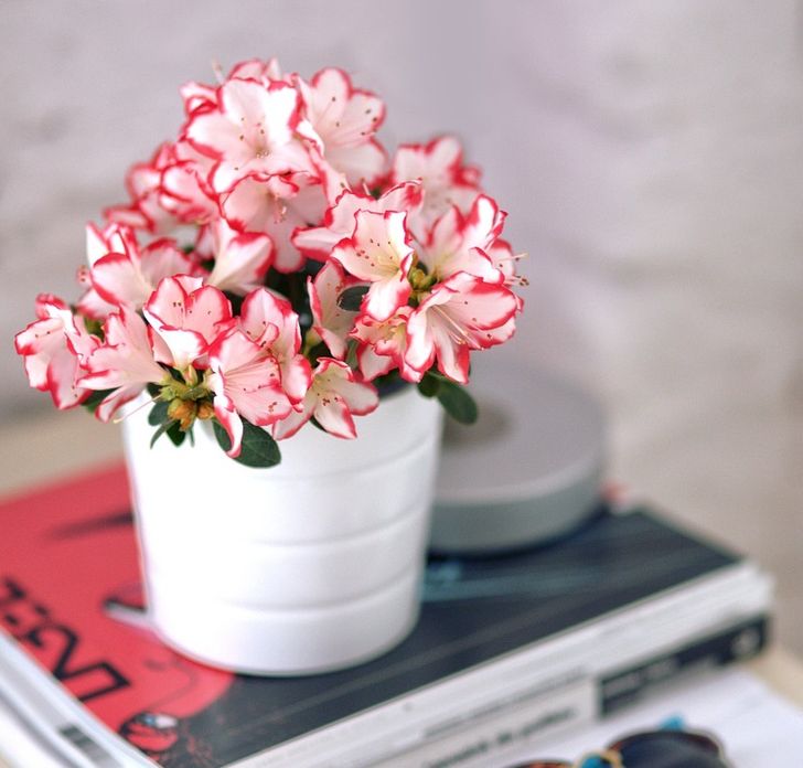 15 Houseplants That Are Good for Your Health