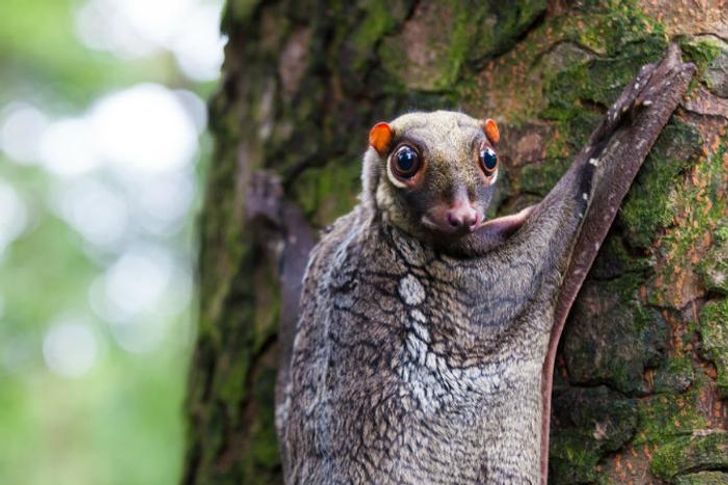 10 Truly Unique Animals It’s Hard to Believe Actually Exist