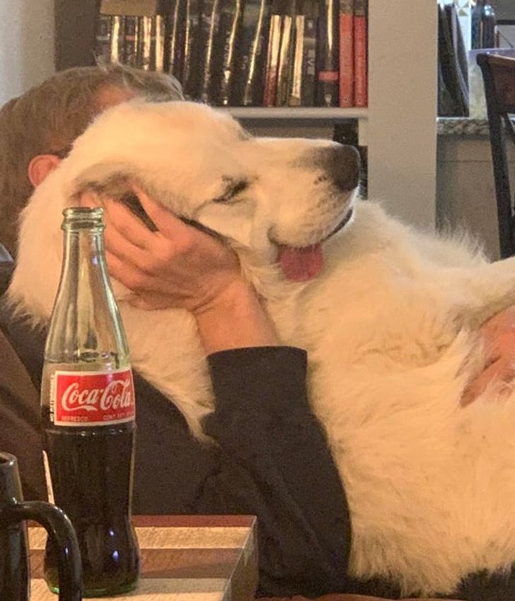 20 Dogs Whose Craziness Could Lift Anybody Up